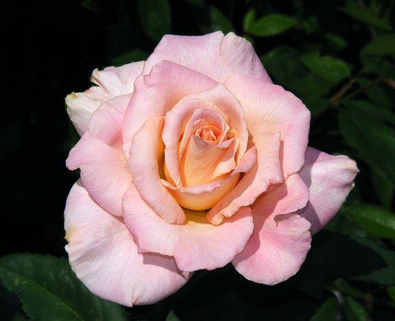 Strawberry Romance photo sr2013_06300057_zps40ed5435.jpg